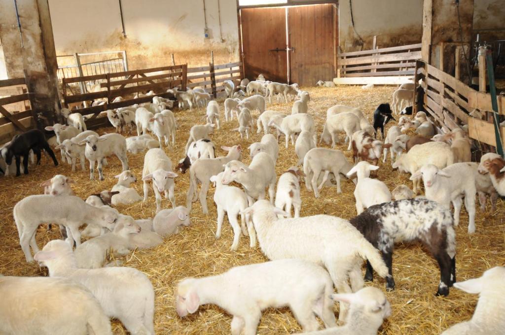 הוילה סקאנו Bio Agriturismo Valle Scannese מראה חיצוני תמונה