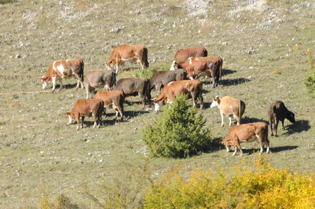 הוילה סקאנו Bio Agriturismo Valle Scannese מראה חיצוני תמונה